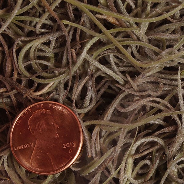 Spanish Moss Natural Dried