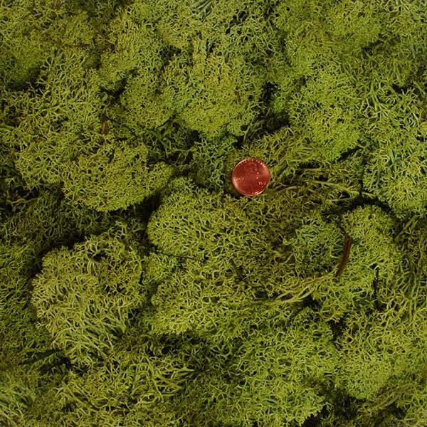 Reindeer Moss Preserved