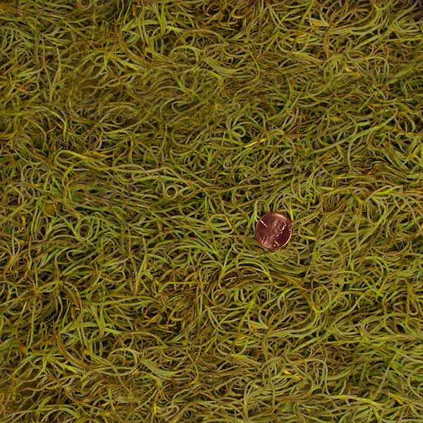 Reindeer Moss Preserved Shop