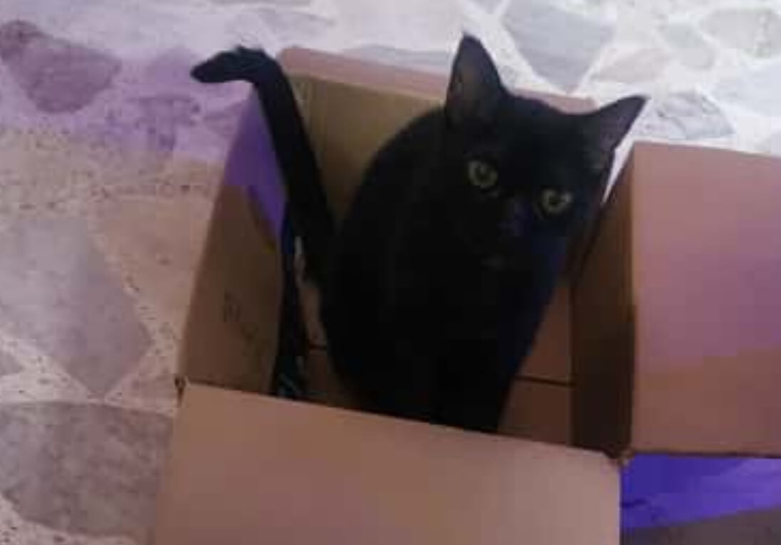 Why Do Cats Like Boxes? The Surprising Science Behind Your Cat's Favorite Hiding Spot